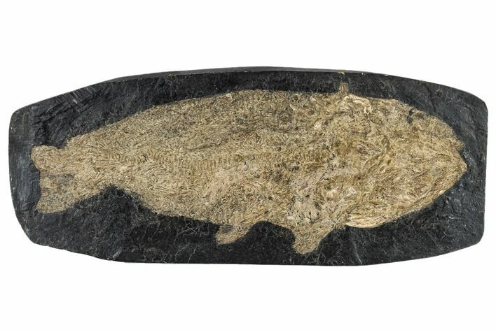 Eocene Fossil Fish (Cyclurus) - Messel Shale, Germany #113177